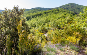 Toujours la longue montée le long des Baumes 