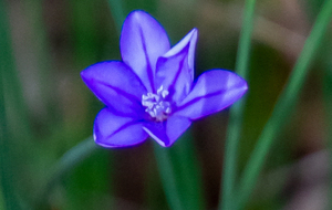 Aphyllanthe de Montpellier