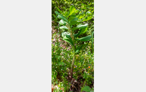 Sceau-de-Salomon multiflore