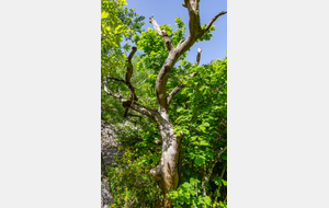 Nature morte en fin de montée