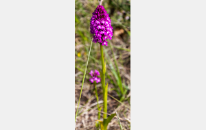 Orchis pyramidal 