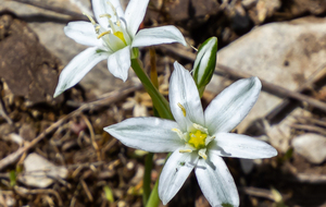 Ornithogale orthophylle