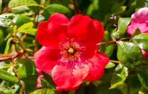 Auribeau: Rosa moyesii