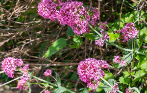 Auribeau: Valériane des jardins