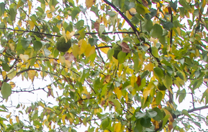 L'oranger des Osages (Maclura pomifera), appelé aussi maclure épineux ou « bois d'arc »