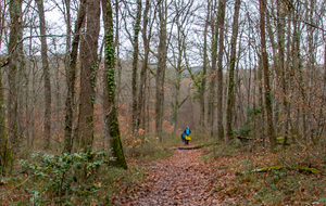 Long cheminement dans le Bois du Burgaud