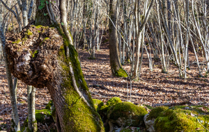 A proximité de la Croix du Rouyre 