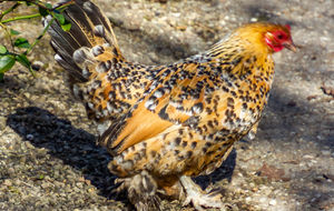 Poule palmée de plumes!