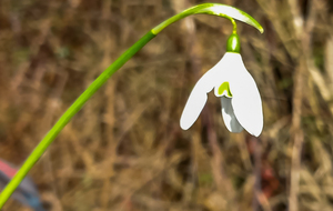 Galanthus ou Perce-Neige