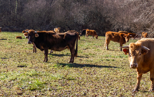 Vaches regardant passer les randonneurs!