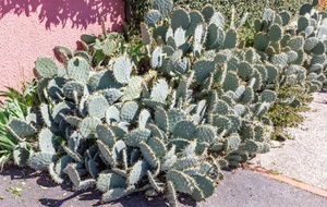 Les Quatre Pins, dans ce monde, il y a des cactus, aïe, aïe !!