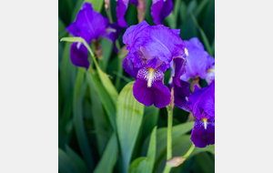 Iris (Iris aphylla L.)