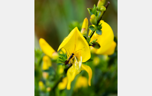  Fleur de Genêt à balais (Cytisus)
