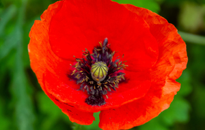 Roumengoux, circuit des fleurs autour de l'église Saint Martin: Coquelicot (Papaver rhoeas L.)