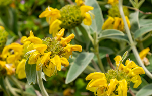 Roumengoux, circuit des fleurs autour de l'église Saint Martin: Sauge de Jérusalem  (Phlomis fruticosa L).