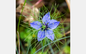 Roumengoux, circuit des fleurs autour de l'église Saint Martin: Nigelle de Damas (Nigella damascena L.)