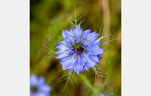 Roumengoux, circuit des fleurs autour de l'église Saint Martin: Nigelle de Damas (Nigella damascena L.)