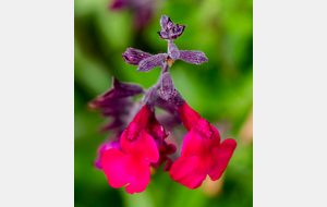 Roumengoux, circuit des fleurs autour de l'église Saint Martin: Sauge greggi (Salvia greggii A.Gray)