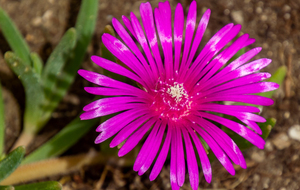 Roumengoux, circuit des fleurs autour de l'église Saint Martin: Pourpier de cooper (Delosperma cooperi)