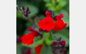 Sortie de Roumengoux avant la fontaine des Pouteaux: 
Sauge greggi (Salvia greggii)