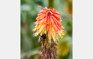 Sortie de Roumengoux avant la fontaine des Pouteaux: 
Tison du diable (Kniphofia linearifolia) et son visiteur!