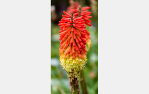 Sortie de Roumengoux avant la fontaine des Pouteaux: 
Tison du diable (Kniphofia linearifolia)