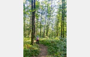 Montée dans le Bois de l'Aiguille 