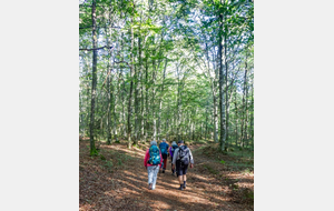 Montée dans le Bois de l'Aiguille 