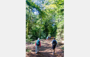 Lacal dans la Forêt Domaniale de la Loubatière 