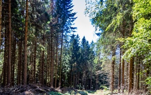 Superbe forêt après La Réserve