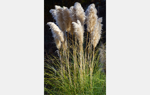 Herbe de la Pampa (Cortaderia selloana) espèce invasive  tres représentée sur notre parcours