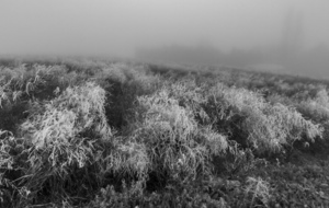 Cultures étranges sorties du brouillard près de la Borde Neuve de Pitrac