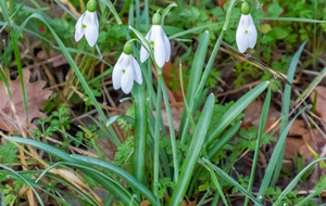 Perce-neige (Galanthus nivalis L.) 
