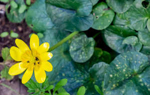 Ficaire (Ranunculus ficaria L.)