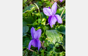 Violettes (Viola odorata L.)