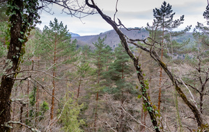 Forêt de Pin Sylvestre (tronc orangé)