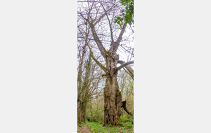 Descente dans le bois humide vers le lac de la Thésauque: arbre impressionnant