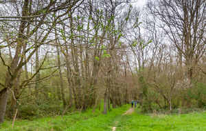 Descente dans le bois humide (sentier de l'Agasse) vers le lac de la Thésauque.