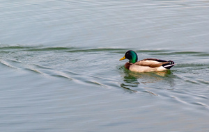 Habitants du lac de la Thésauque