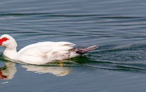 Habitant du lac de la Thésauque