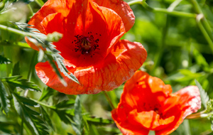 Papaver rhoeas L.
Coquelicot dans la montée vers Mireval