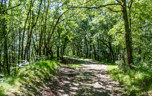 Dans le bois avant Mireval