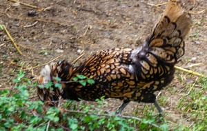 Drôle de poule à Blanque d'en bas