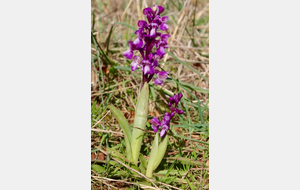 La seule orchis de la rando...