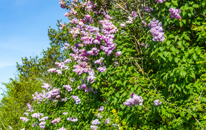 Lilas violet dans la montée vers  Montferrand
