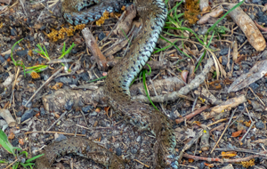 Près de La Vère : serpent tué