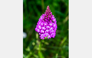 Le Prat de Raffis: Orchis pyramidal
