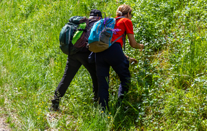 Chemin des bois avant la D33: ramasseurs de respounchous (Tamier commun)