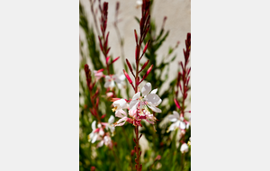Bandol: Pointe Encanet, Gaura bisannuel