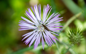 Bandol: sentier retour, Chardon laiteux
